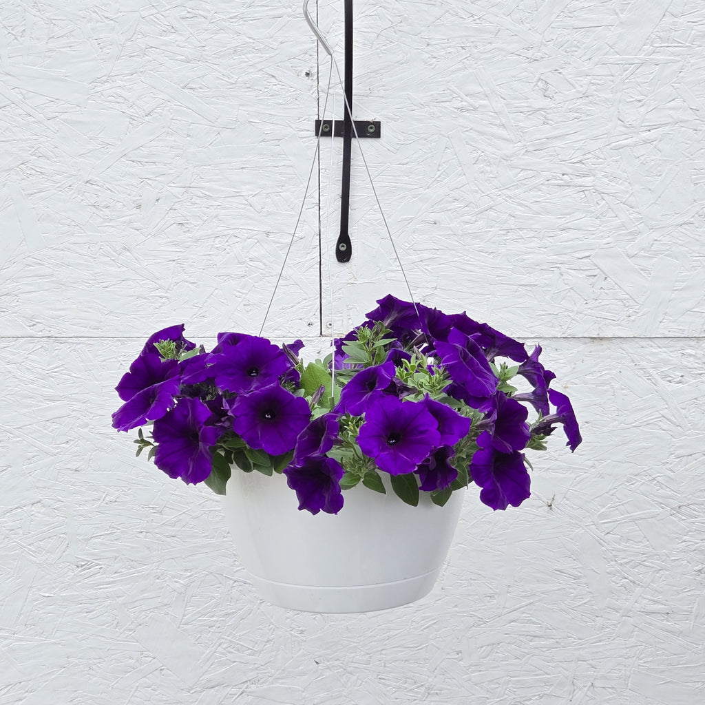 Wave Petunia Easy Wave Blue