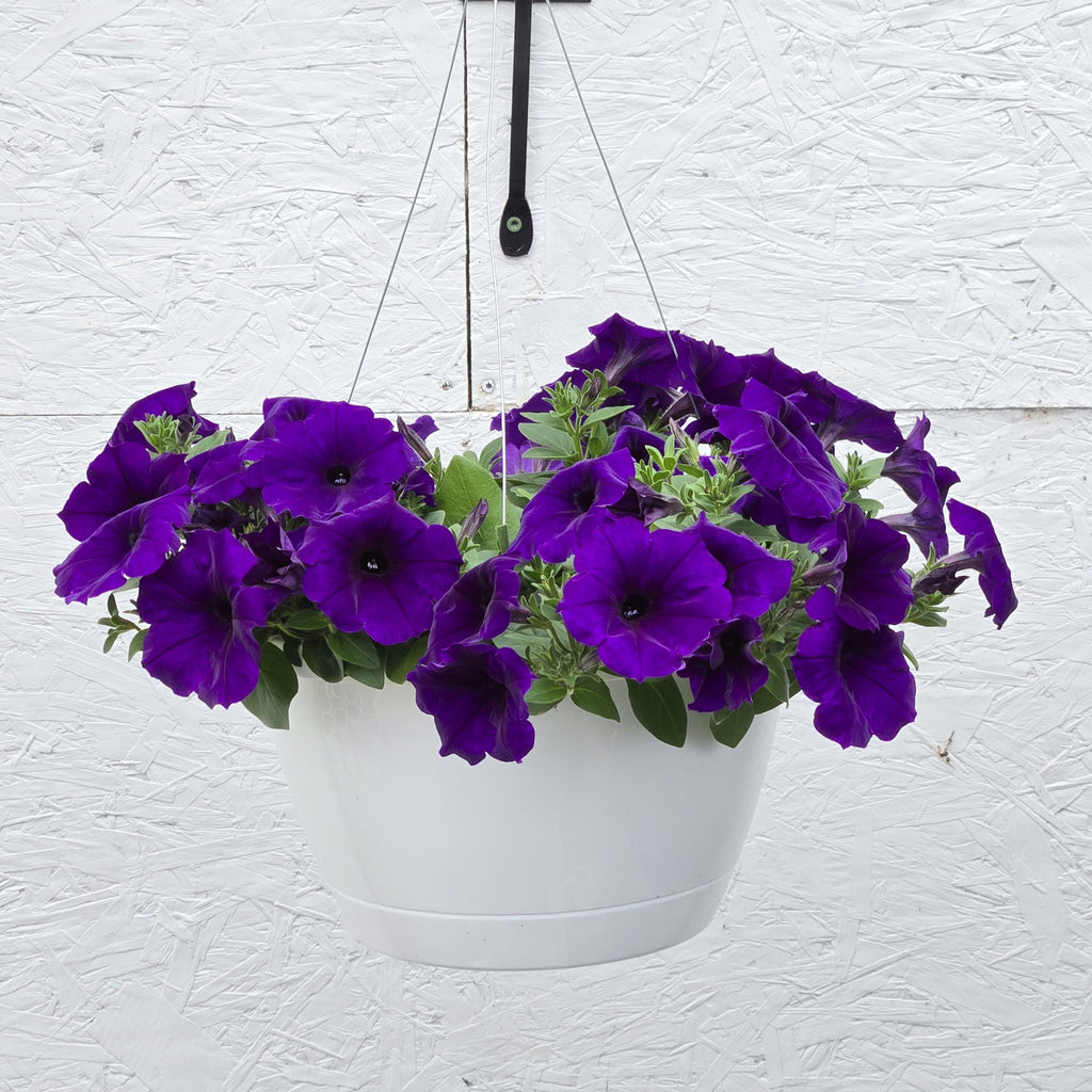 Wave Petunia Easy Wave Blue
