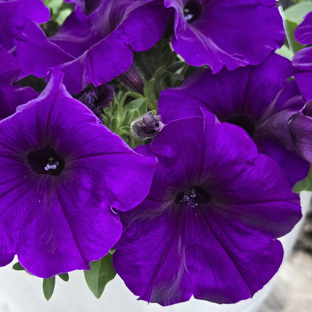Wave Petunia Easy Wave Blue