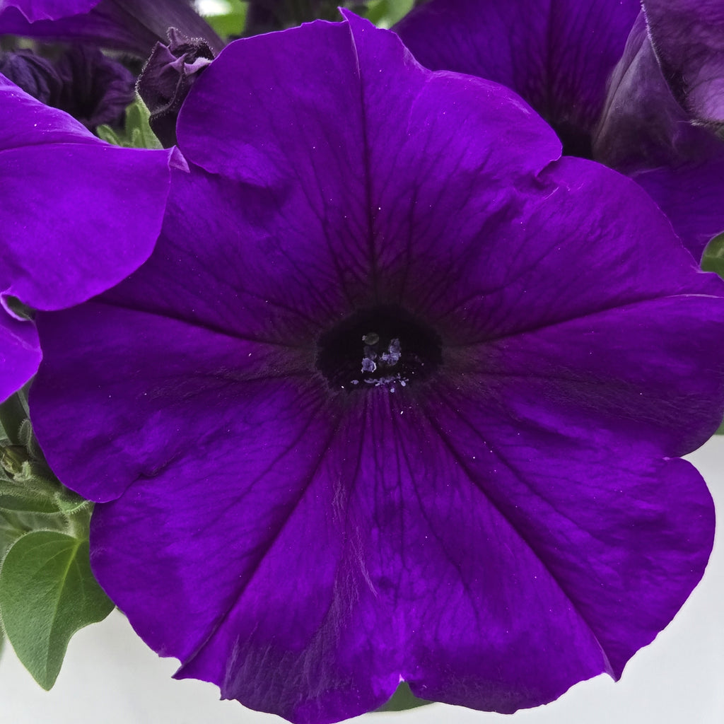 Wave Petunia Easy Wave Blue