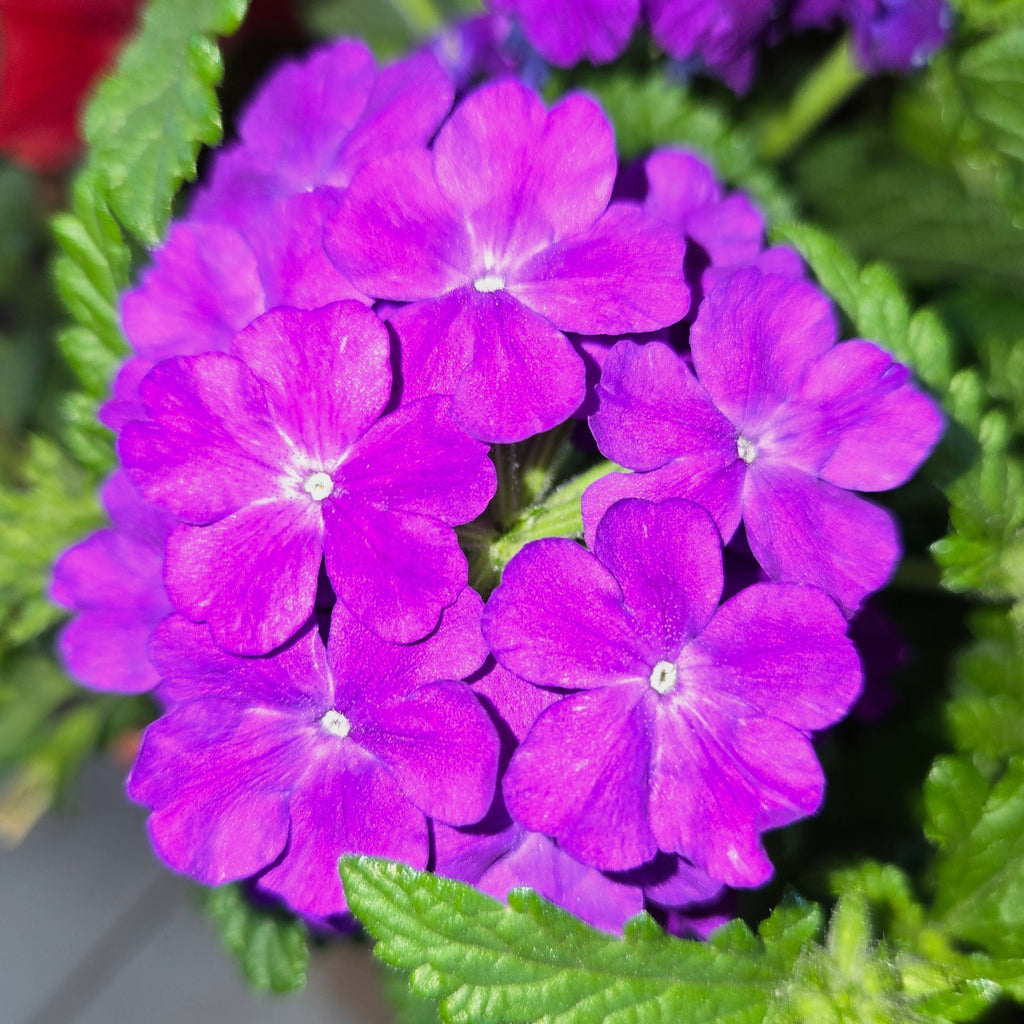Combination Basket - Red, Orange, and Violet