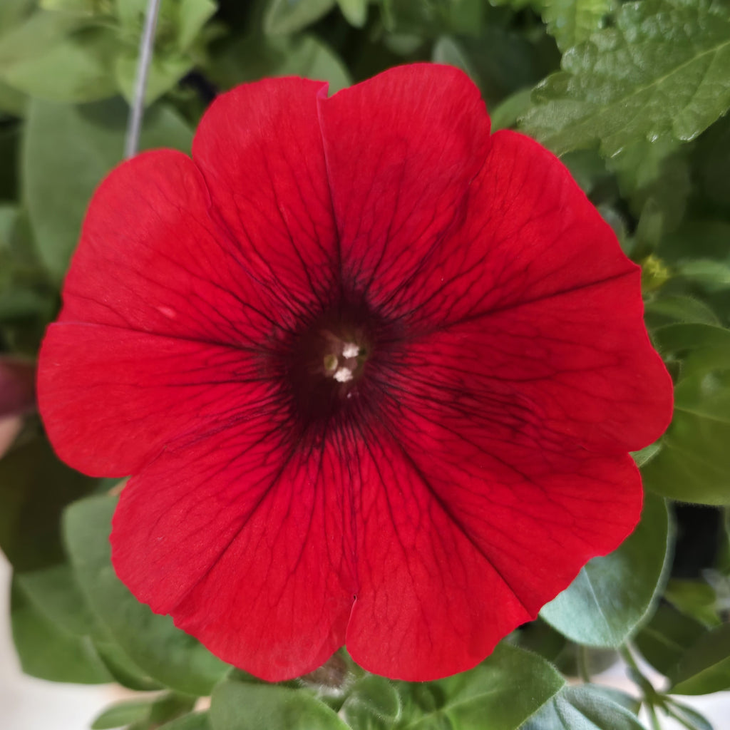 Combination Basket - Red, Orange, and Violet