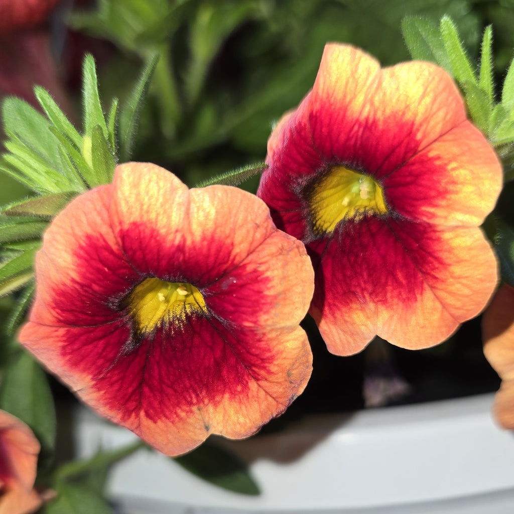 Combination Basket - Red, Orange, and Violet