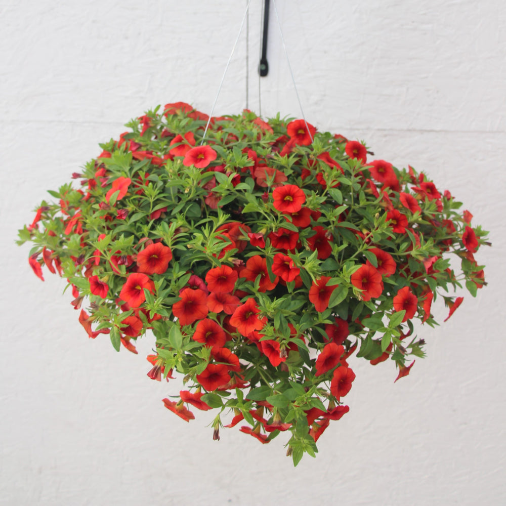 Calibrachoa/Million Bell Cabaret Orange