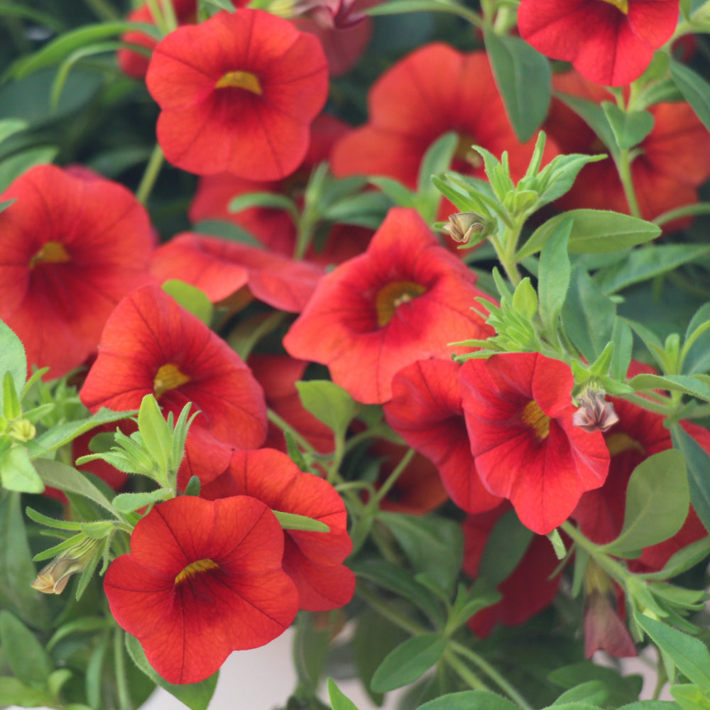 Calibrachoa/Million Bell Cabaret Orange