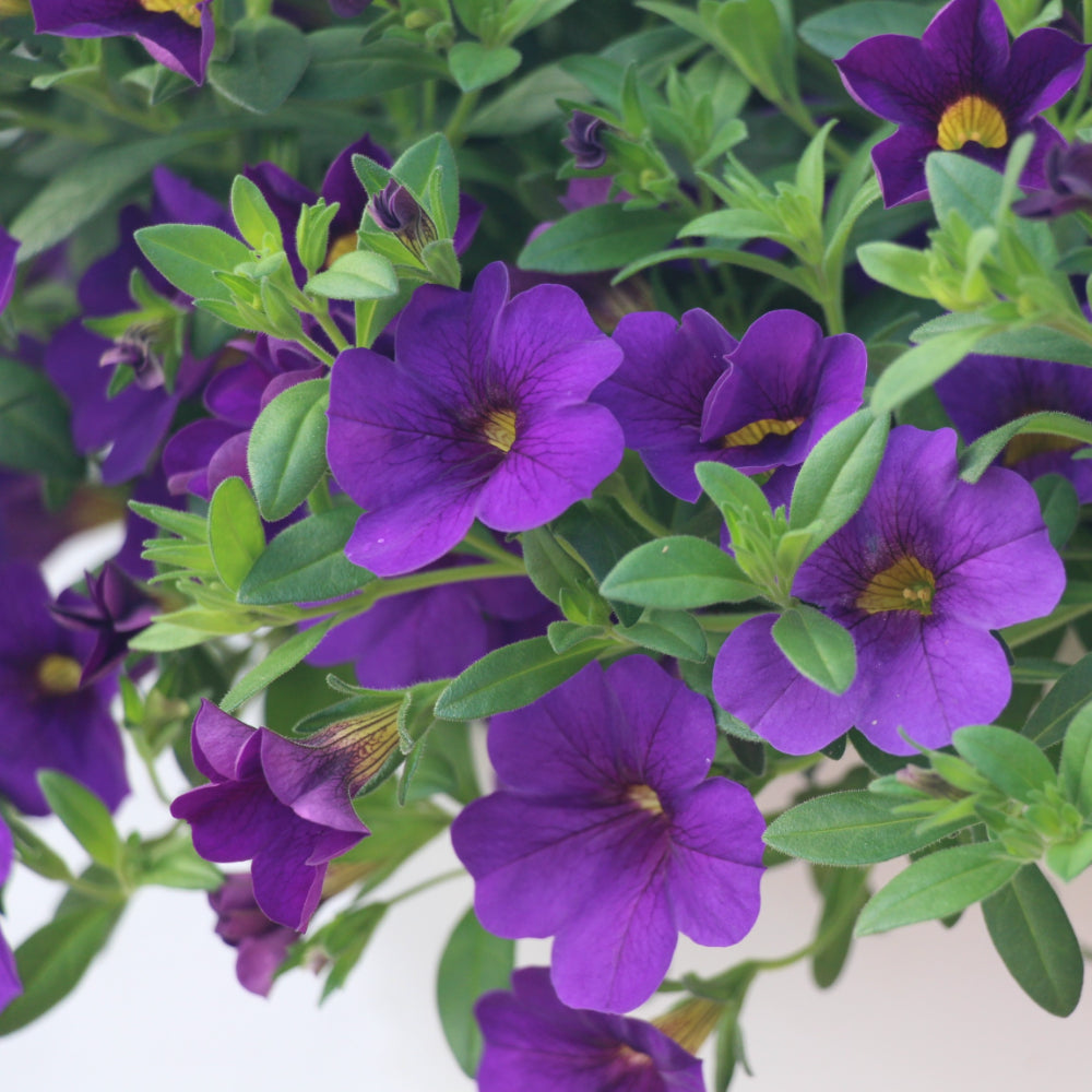 Calibrachoa/Million Bell Cabaret Midnight Blue