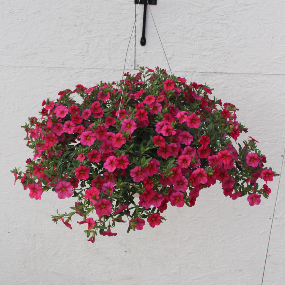 Calibrachoa/Million Bell Cabaret Hot Pink