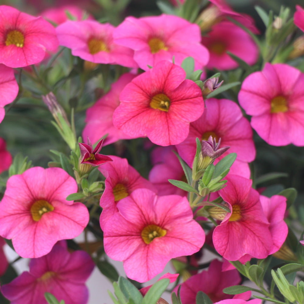 Calibrachoa/Million Bell Cabaret Hot Pink