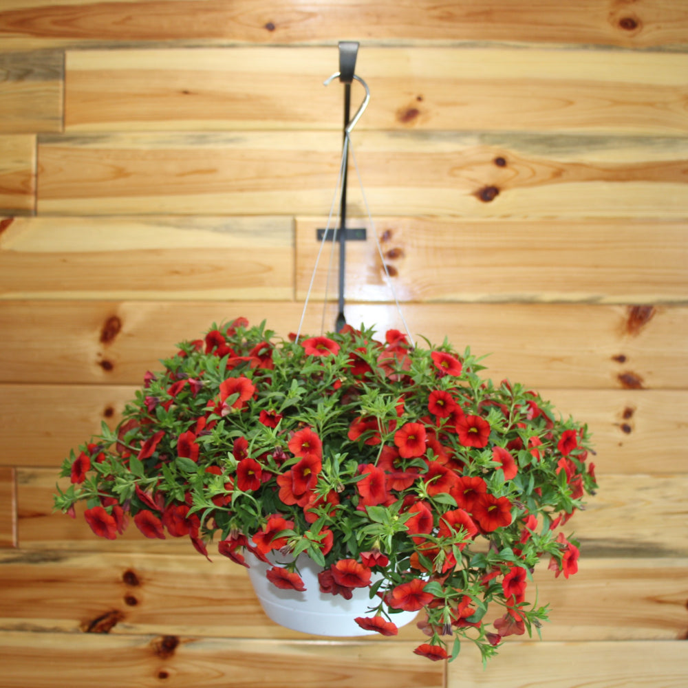 Calibrachoa/Million Bell Cabaret Orange