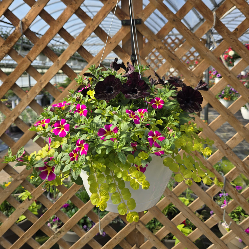 Combination Basket - Black, Pink, and Green