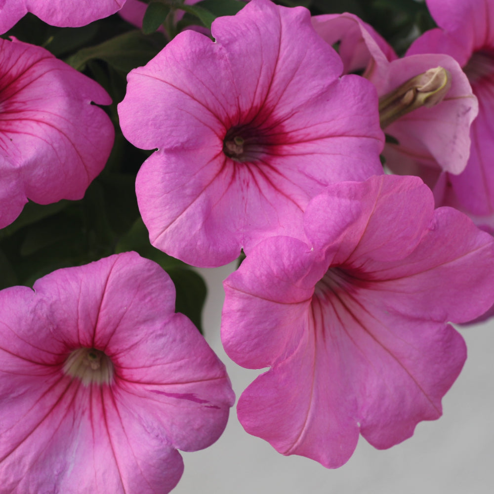 Wave Petunia Easy Wave Pink Passion