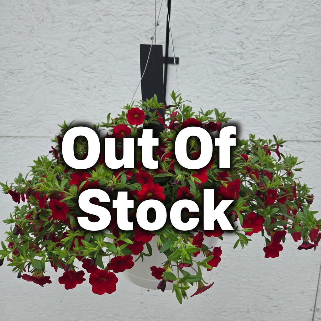Calibrachoa/Million Bell Cabaret Red