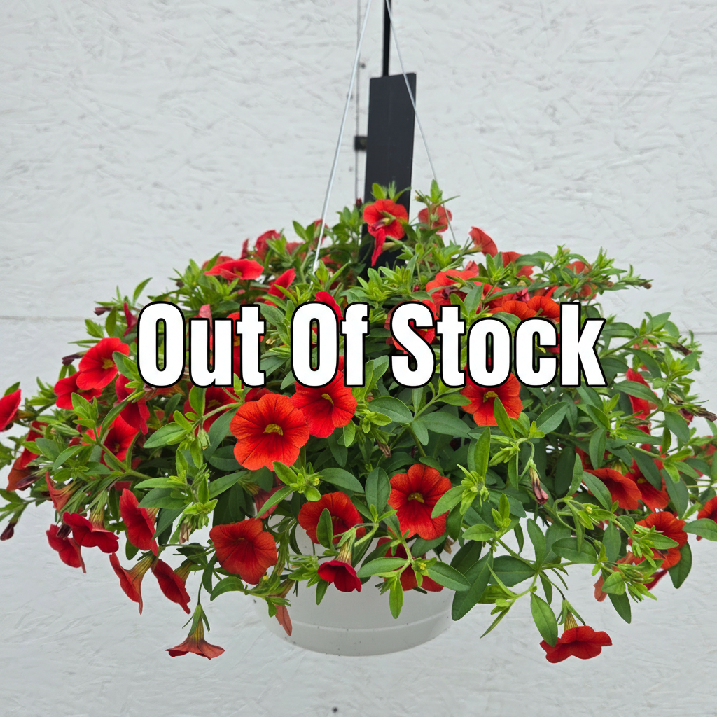 Calibrachoa/Million Bell Cabaret Orange