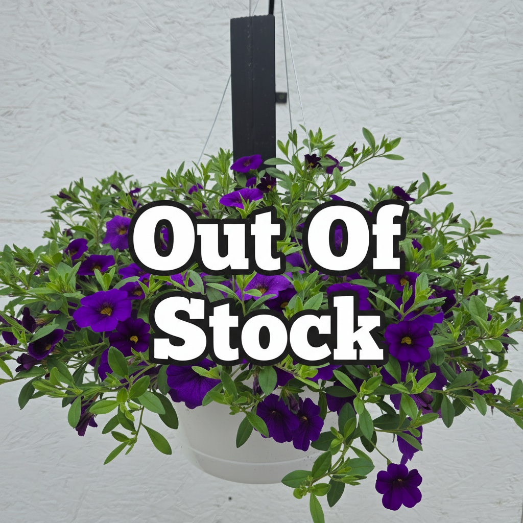 Calibrachoa/Million Bell Cabaret Midnight Blue